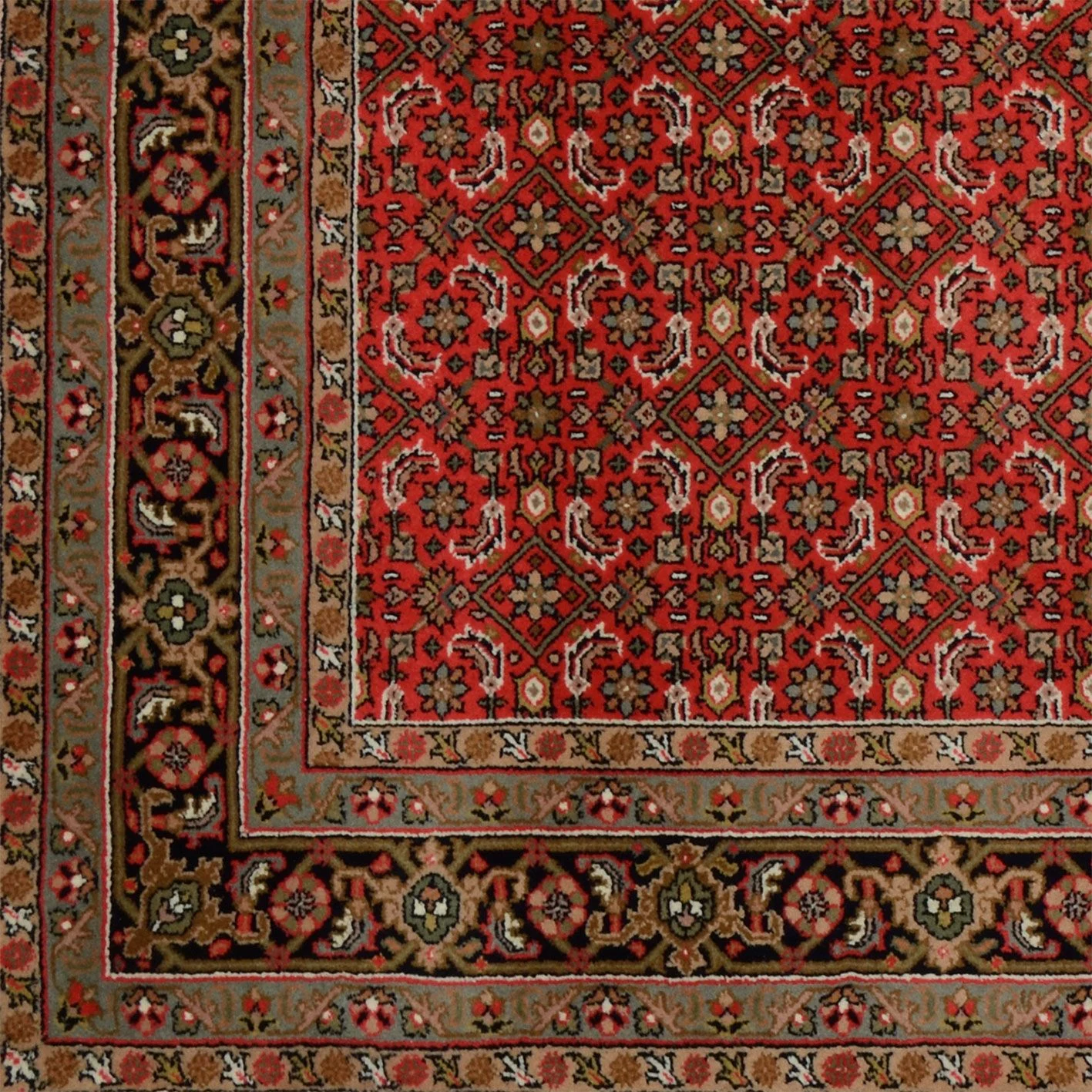 Bijar Indian Rug 170 × 241 cm in Wool, hand-knotted - Image 4